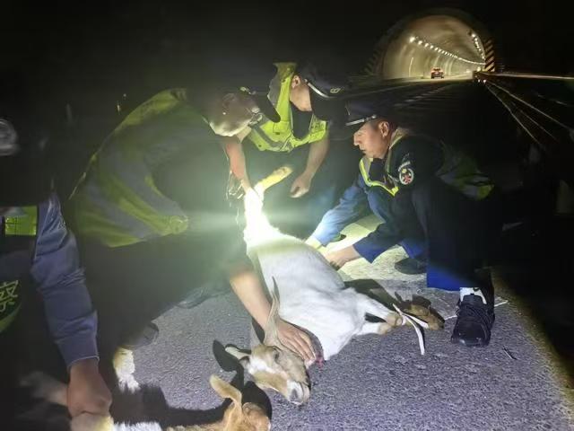 “离谱到怀疑人生！”新疆，一女子夜里在隧道开车，撞倒29只羊，女子被告知隧道属于