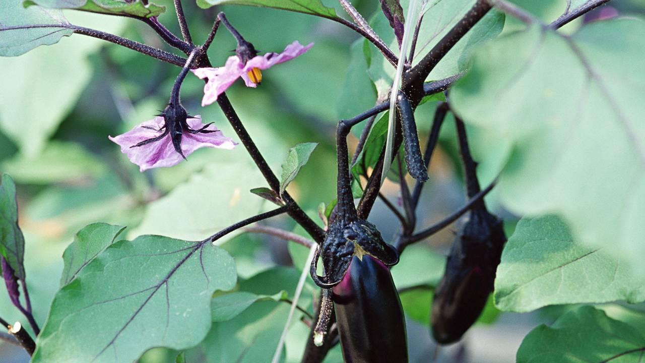 夏季玉米病虫害防治, 合理喷药防护, 守护绿色农田