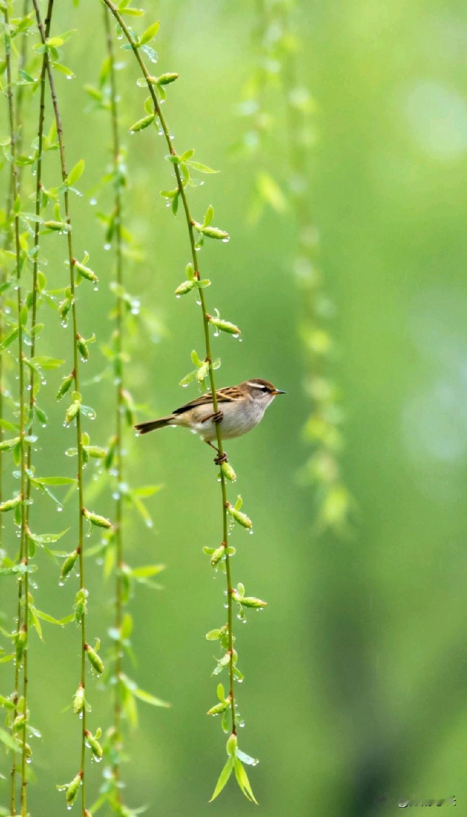 有网友说：孩子如果到不了一本水平，就不要卷了，放过孩子，能考到哪里就算哪里，性价