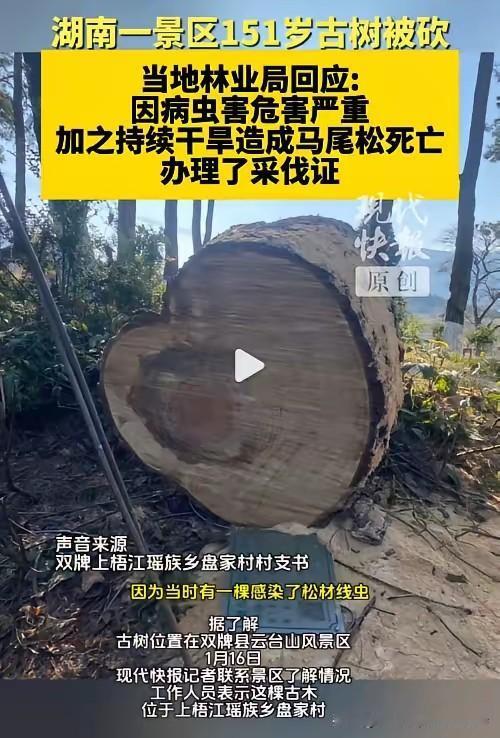 湖南双牌县一棵挂牌保护的150年古松被伐，林业局称其已死亡且采伐合法，引发公众强