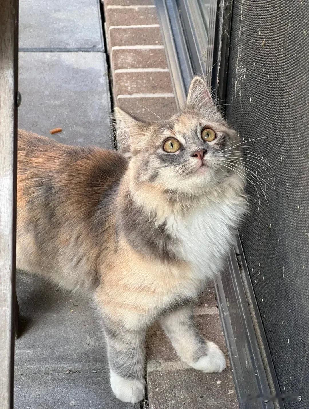 一只会敲门，会把人从屋里喊出来的猫猫，颜值与智慧并存，真好看！