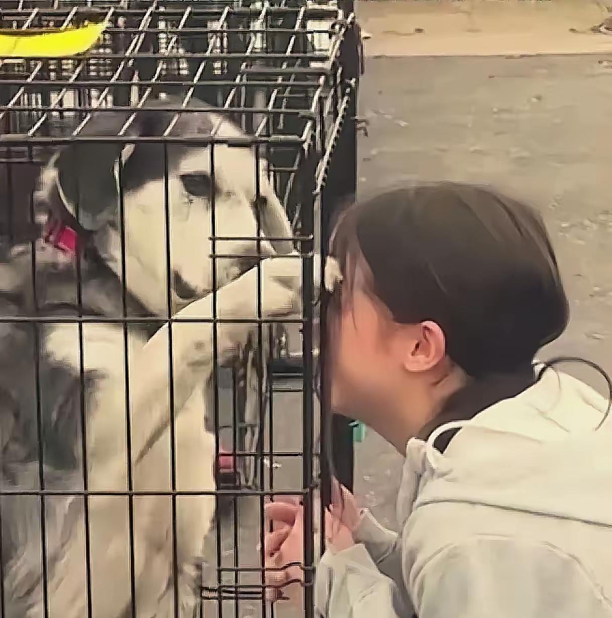人来人往的狗市里一片嘈杂，突然有个穿浅色外套的姑娘蹲在笼子前不动了，下一秒眼泪就