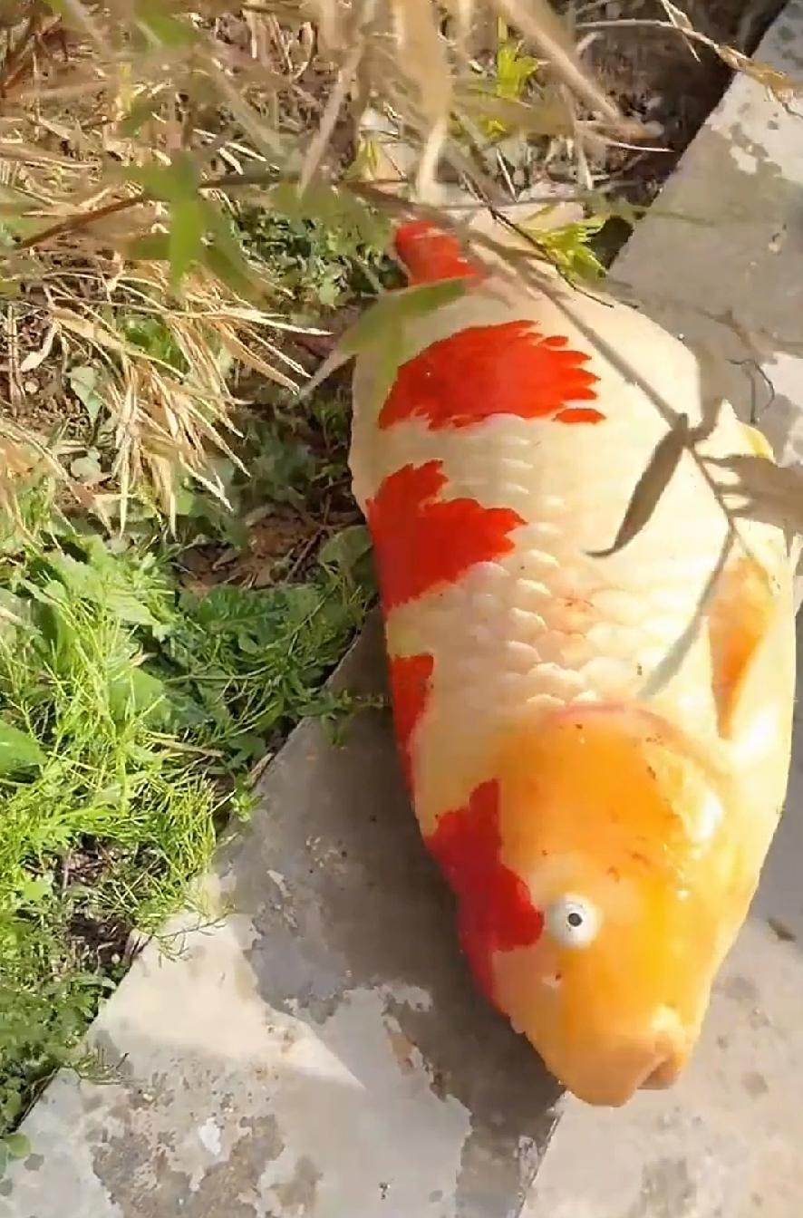 锦鲤最好不要吃，属于鲤鱼本身就不好吃，而且像这种病死泡发的，鱼身臃肿肥大，像打了