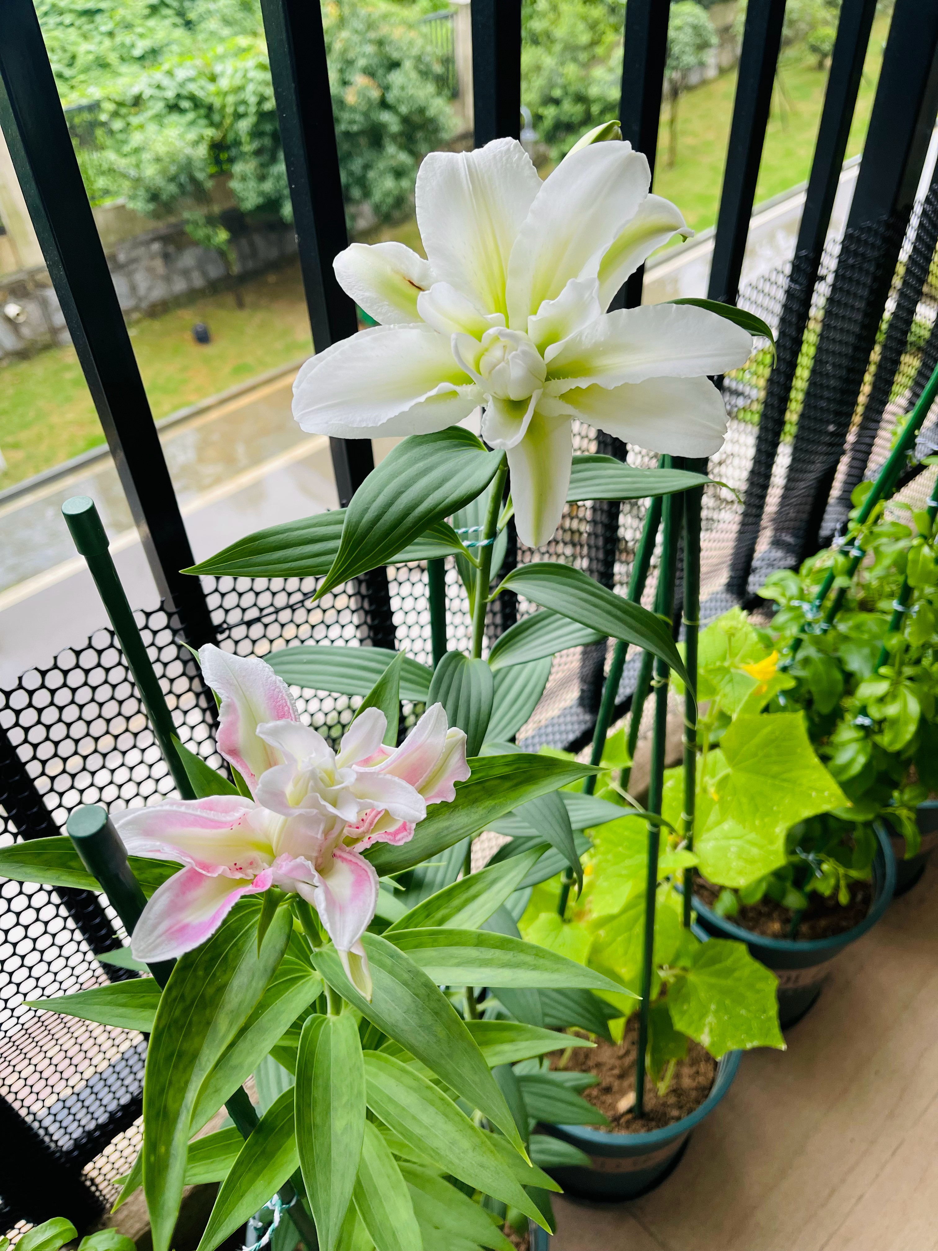 你知道百合种植，有多难吗？难吗超级简单呀只需要控好水就可以（尤其春天几乎是完全不
