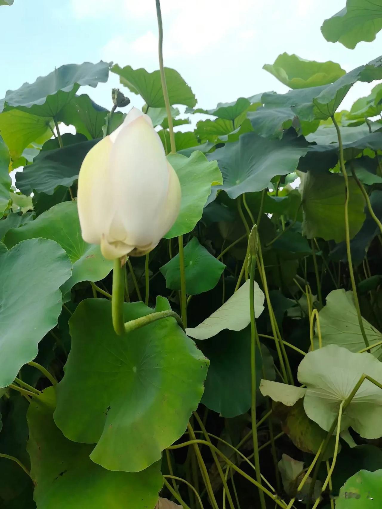 现实版夫妻共患难！妻子坠井丈夫纵身一跳。网友：这才是最动人的相守。近日，