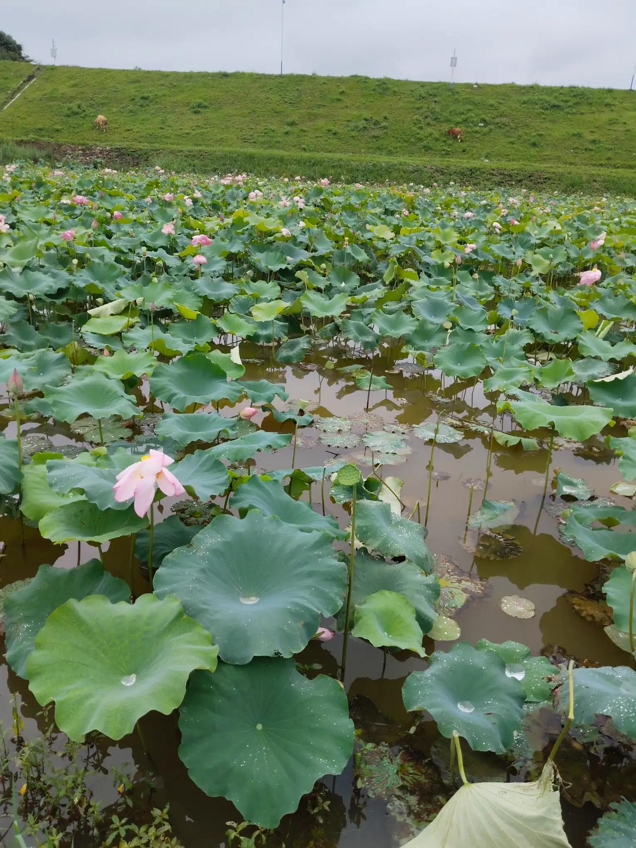 农村种菜不值钱，种好的菜全给商饭赚了钱，菜农有的略微有点盈余，有的保本，有的亏损