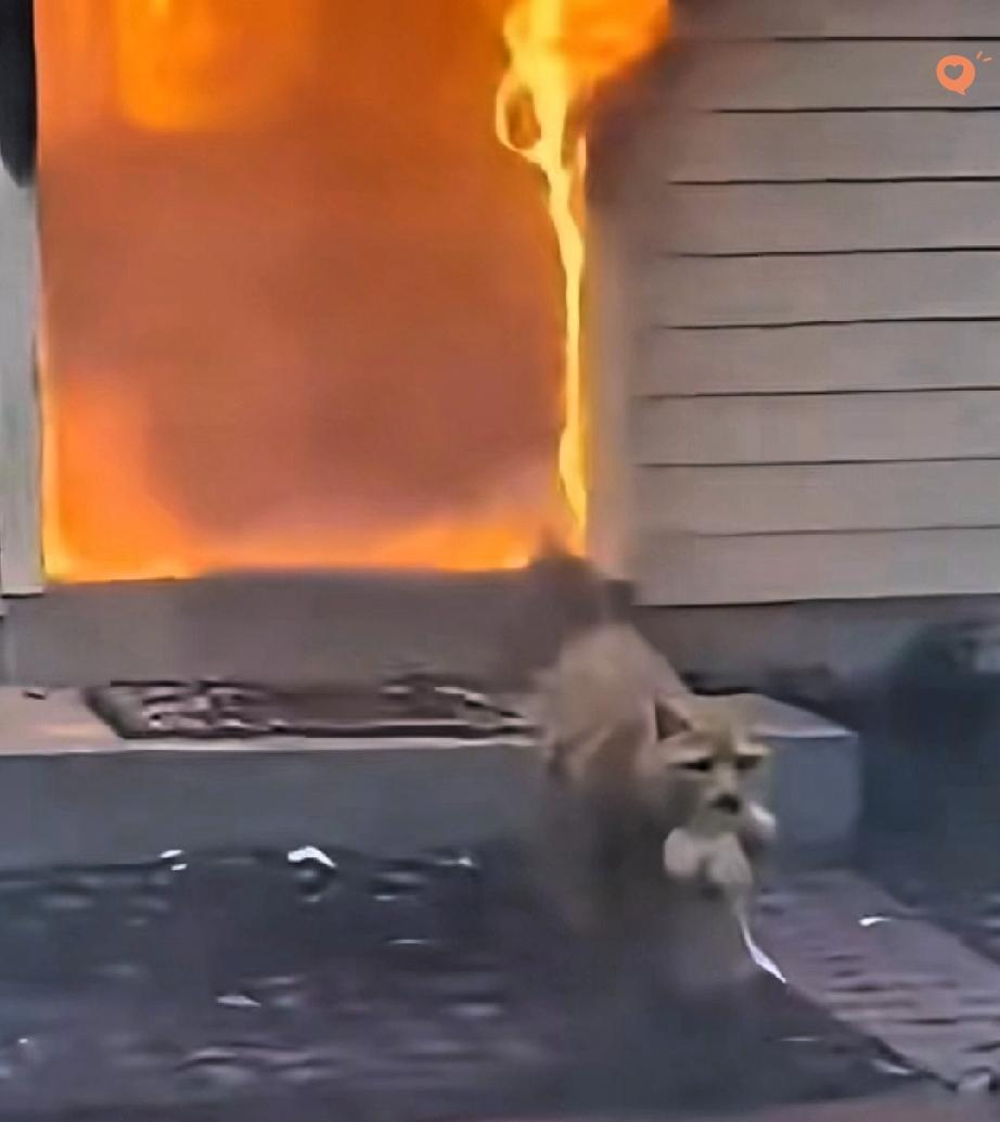 这只火场里的橘猫妈妈，真的看哭了！滚滚浓烟裹着灼人热浪，它却一次又一次往火