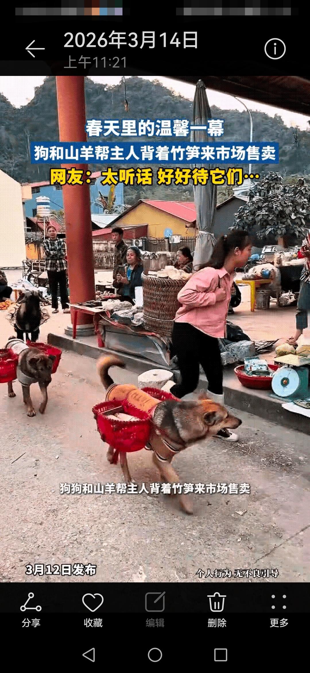 女子背着一大筐竹笋来市场售卖，但没想到的是，紧跟其后还有3个小帮手，2只狗各背着