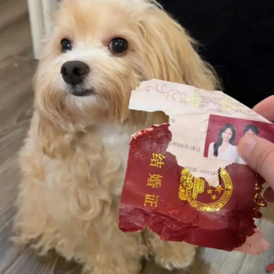 刚领的结婚证被狗狗撕了：主人没揍它，补办时发现新证上多了一行字。那一地碎纸片