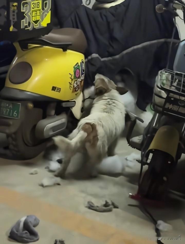 爱玛电动车的车主一觉醒来天塌了！爱车的挡风被没了，被一只流浪狗扯下来了！不过，希