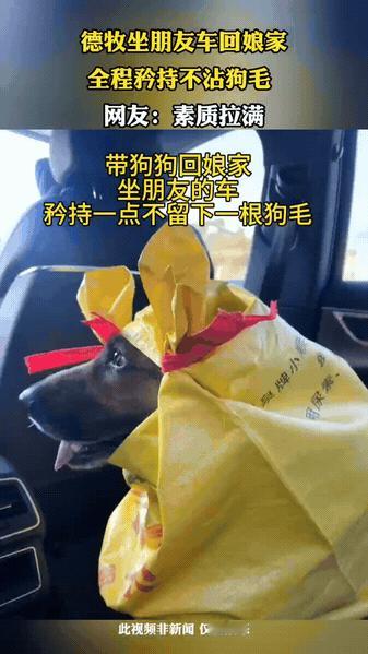 家人们！这才是带狗坐朋友车的正确打开方式！德牧坐主人朋友的车回娘家，主人直接