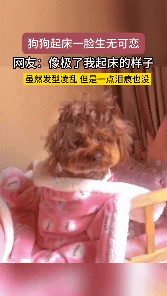 浙江一位主人最近跟狗狗一起睡，天冷了狗狗还会盖着被子睡懒觉，可精明了！这天主