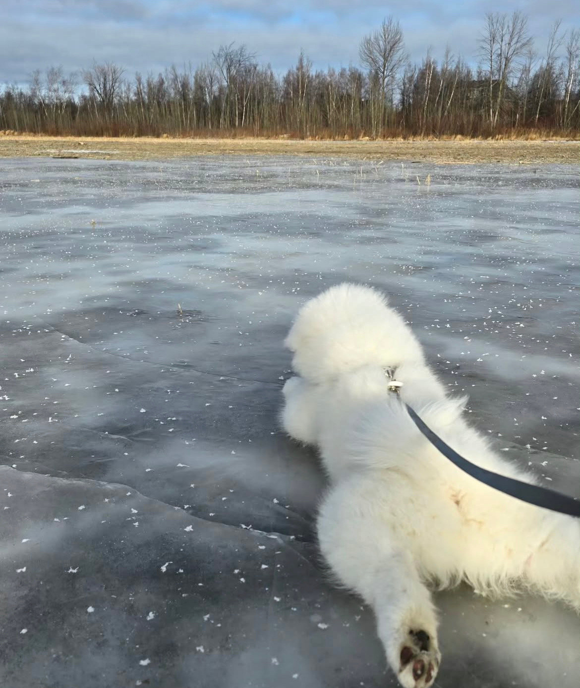 萨摩耶：哎哟喂，这地怎么这么滑耶