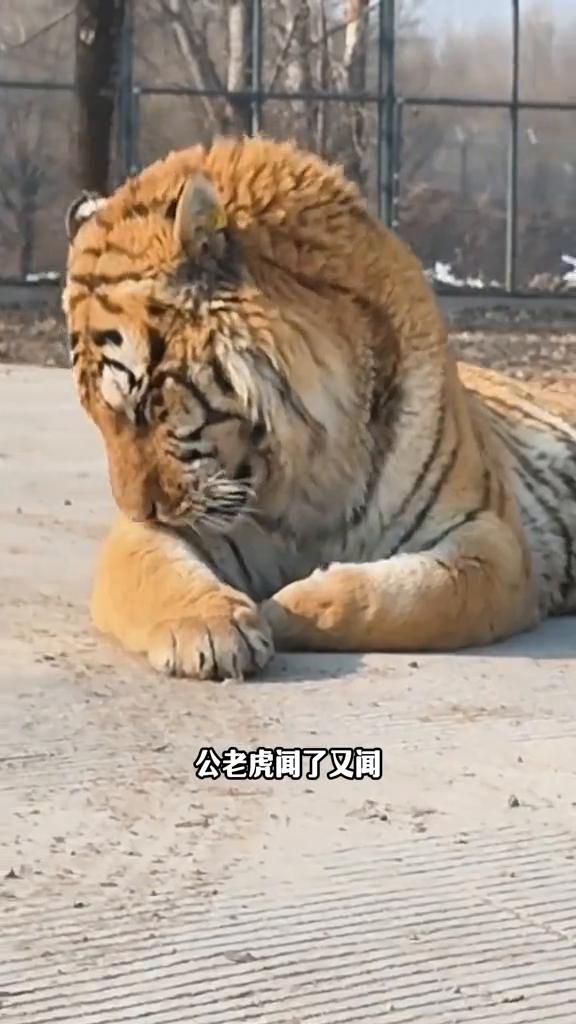母老虎看中了这只大公虎，于是到侧面对公老虎做起了标记，表示专属于自己。公老虎闻了