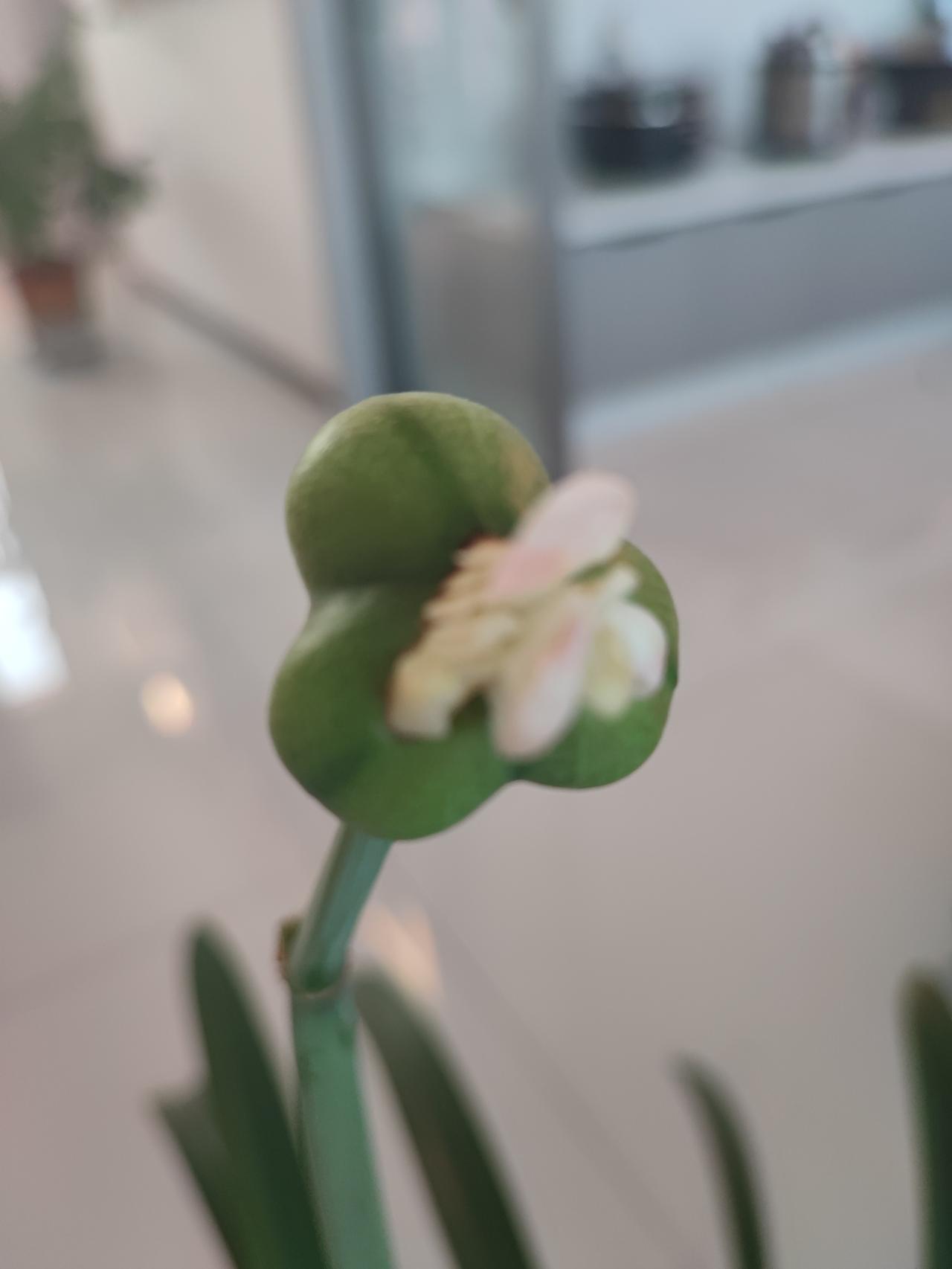 这是啥今年刚刚开完的朱顶红，其他的花枯萎以后就干掉了，不知道这个咋回事，