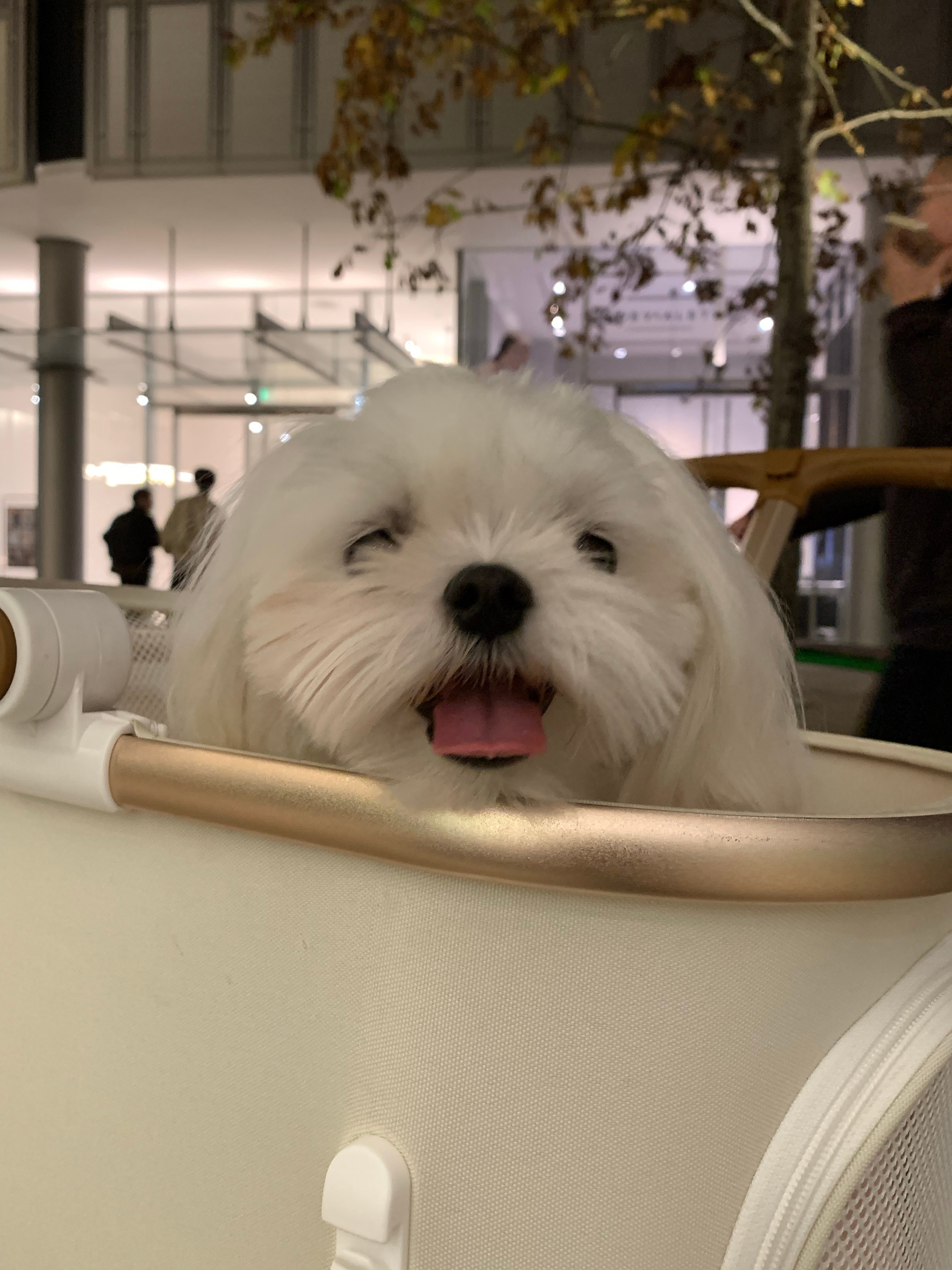 可爱………..怎么会有这么可爱的小东西啊啊啊啊啊