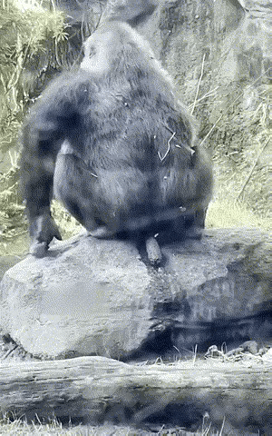 有一说一，这个大猩猩这样整，有点恶心啊。