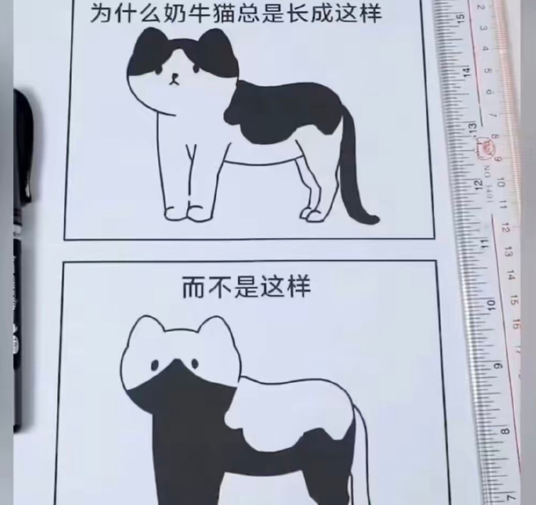 奶油猫