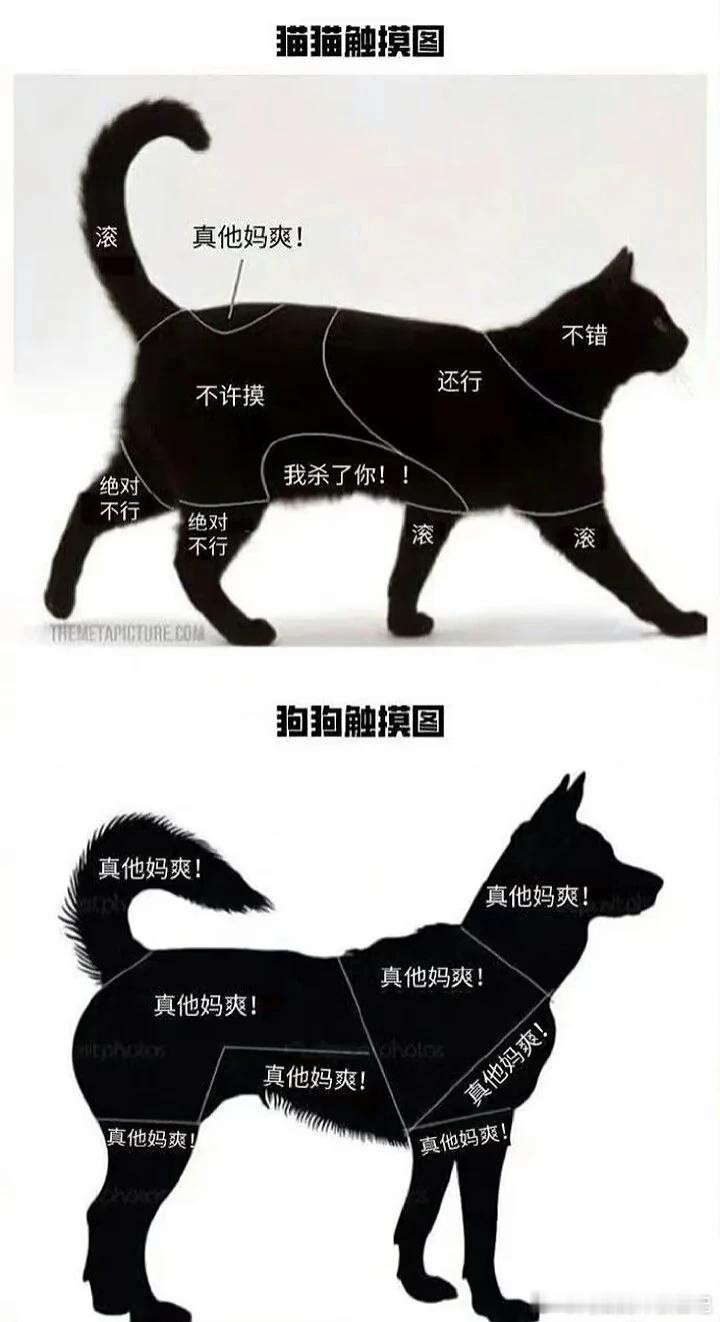 猫猫触摸图vs狗狗触摸图