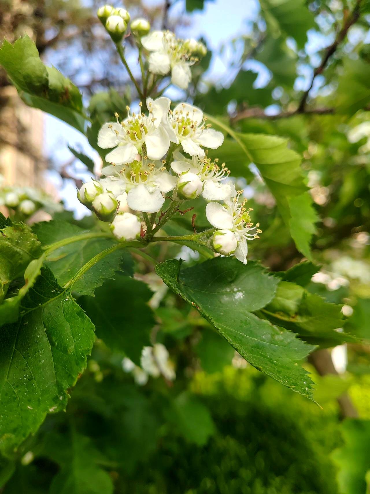 婆婆下周过生日，老公还问我怎么准备，我直接回了句：不准备，你们爱怎么过怎么过。