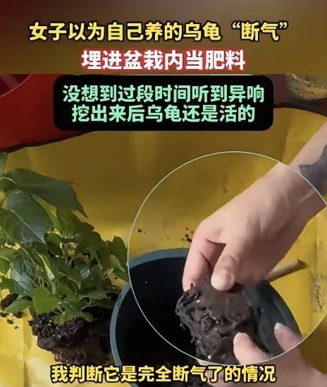 果然乌龟是很神奇的动物！四川成都，一女子养了一只乌龟，前段时间降温，她看到乌龟