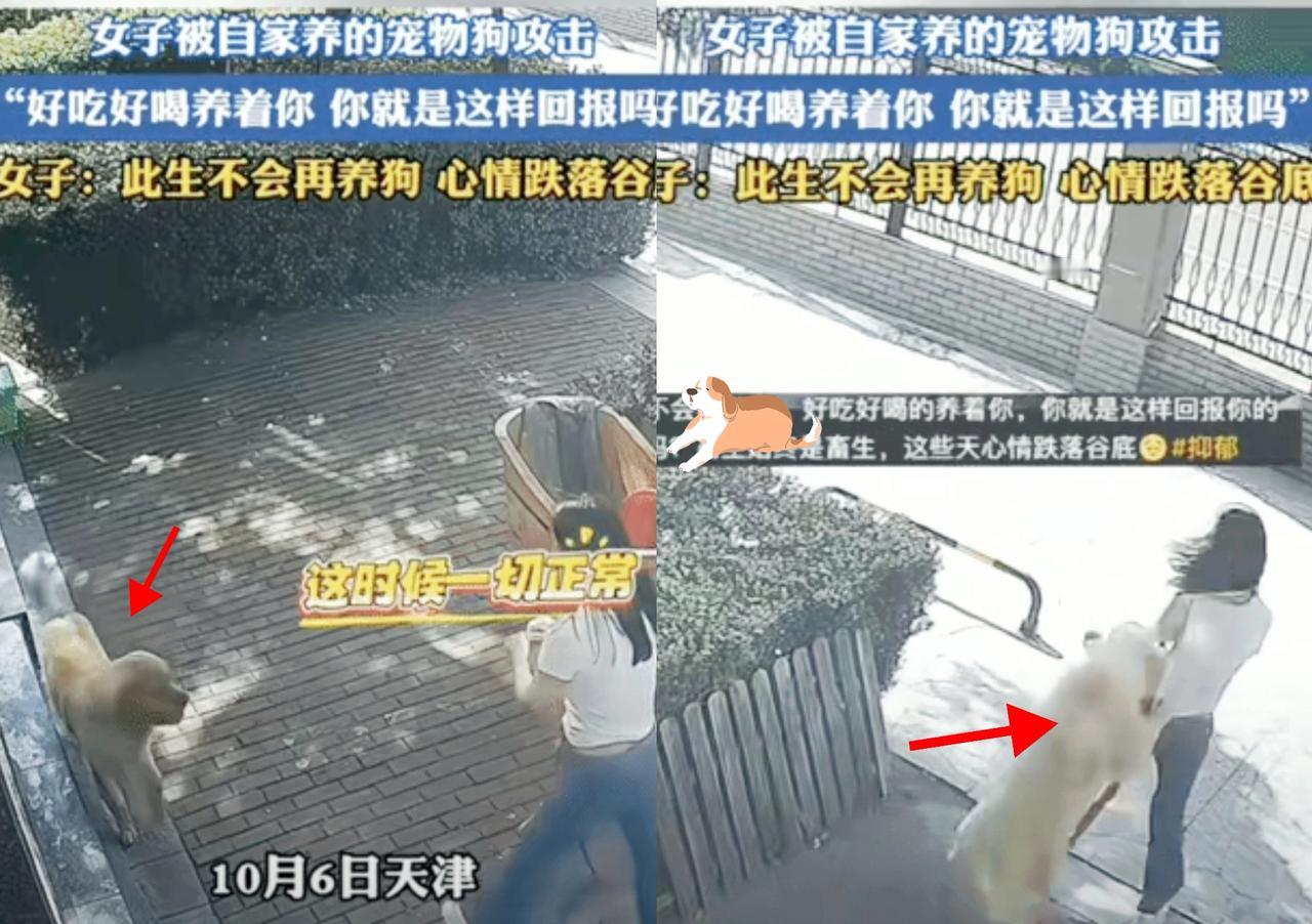 刚刷到狗狗竟然把自己主人咬了，这事你敢信？不是咬外人，是咬天天喂它、疼它的女
