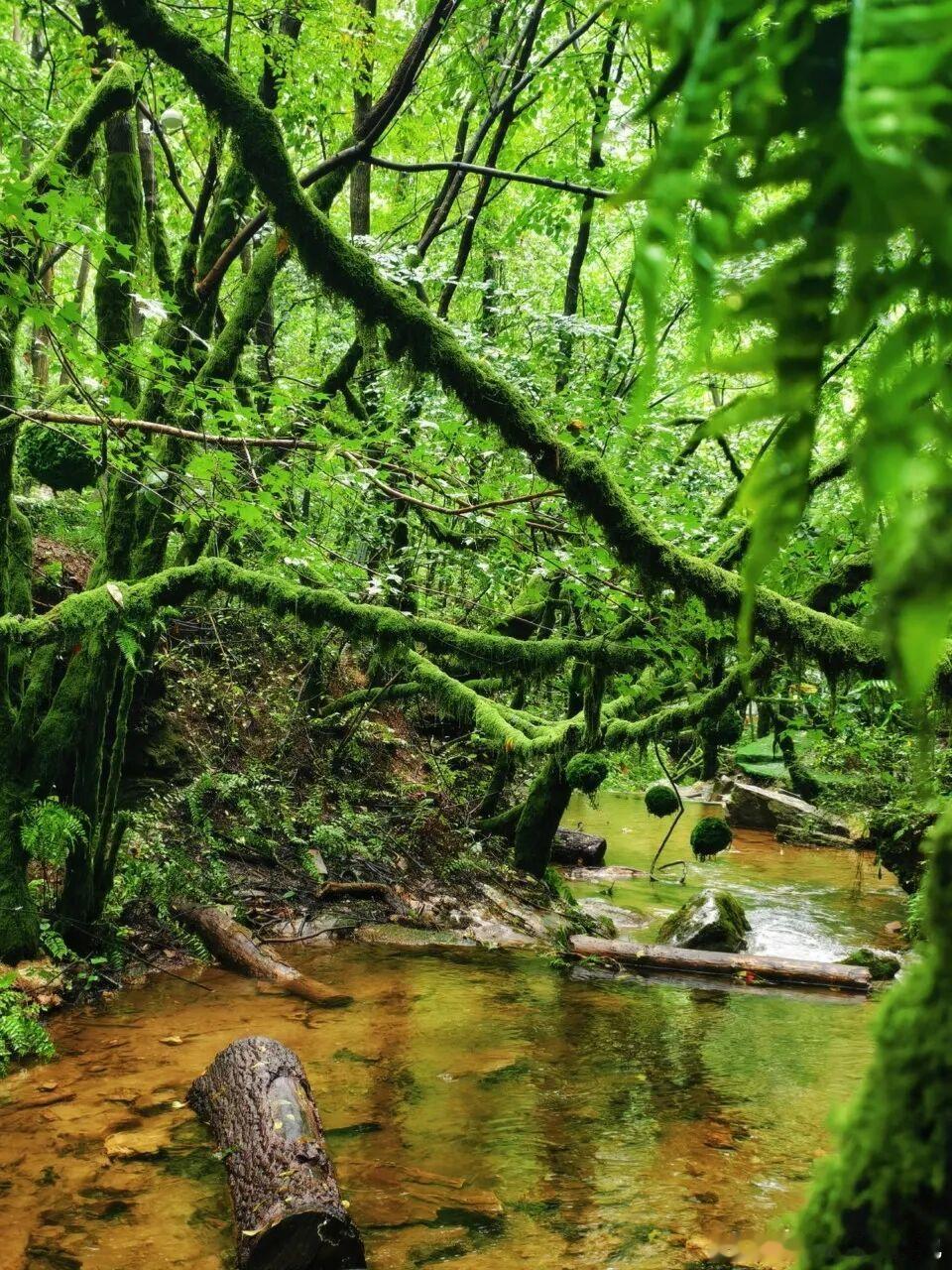 洛阳重渡沟属实避暑宝地，东西两沟玩法各不相同。南沟沿溪流溯溪踩水，瀑布接连成片；