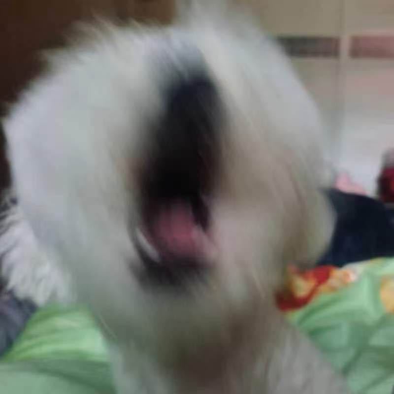 朋友家的狗焦黄焦黄的​​​