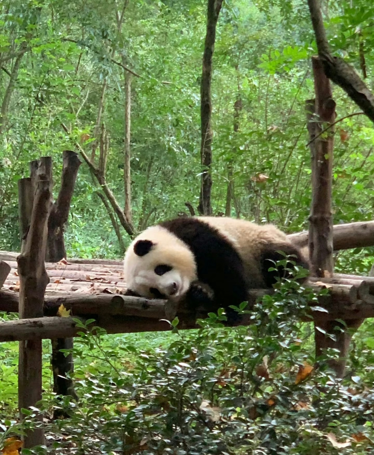 每日一善🩷熊猫守护者💓：如果下辈子我能变成一只熊猫，我一定会吃到天草的香味