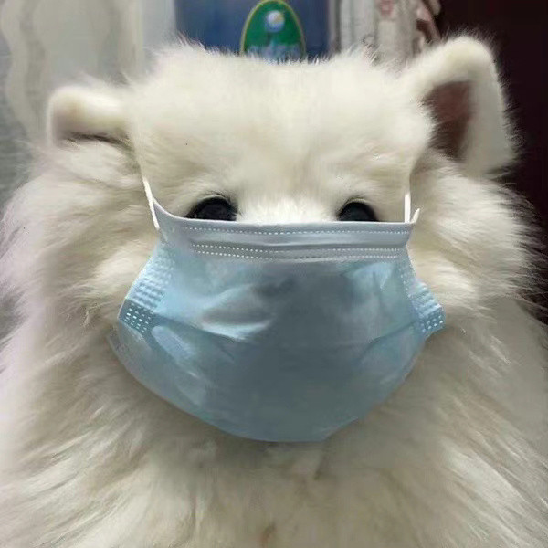 手术很成功，你比昨天更喜欢小狗了耶​​​