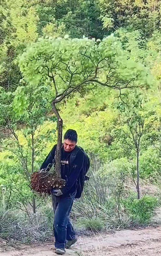 大哥这是挖回家要做盆景吗？