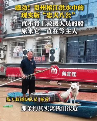 贵州榕江，救援队在洪水中，看到一只狗守在一座就要被淹没楼前，队员想要营救。谁知道