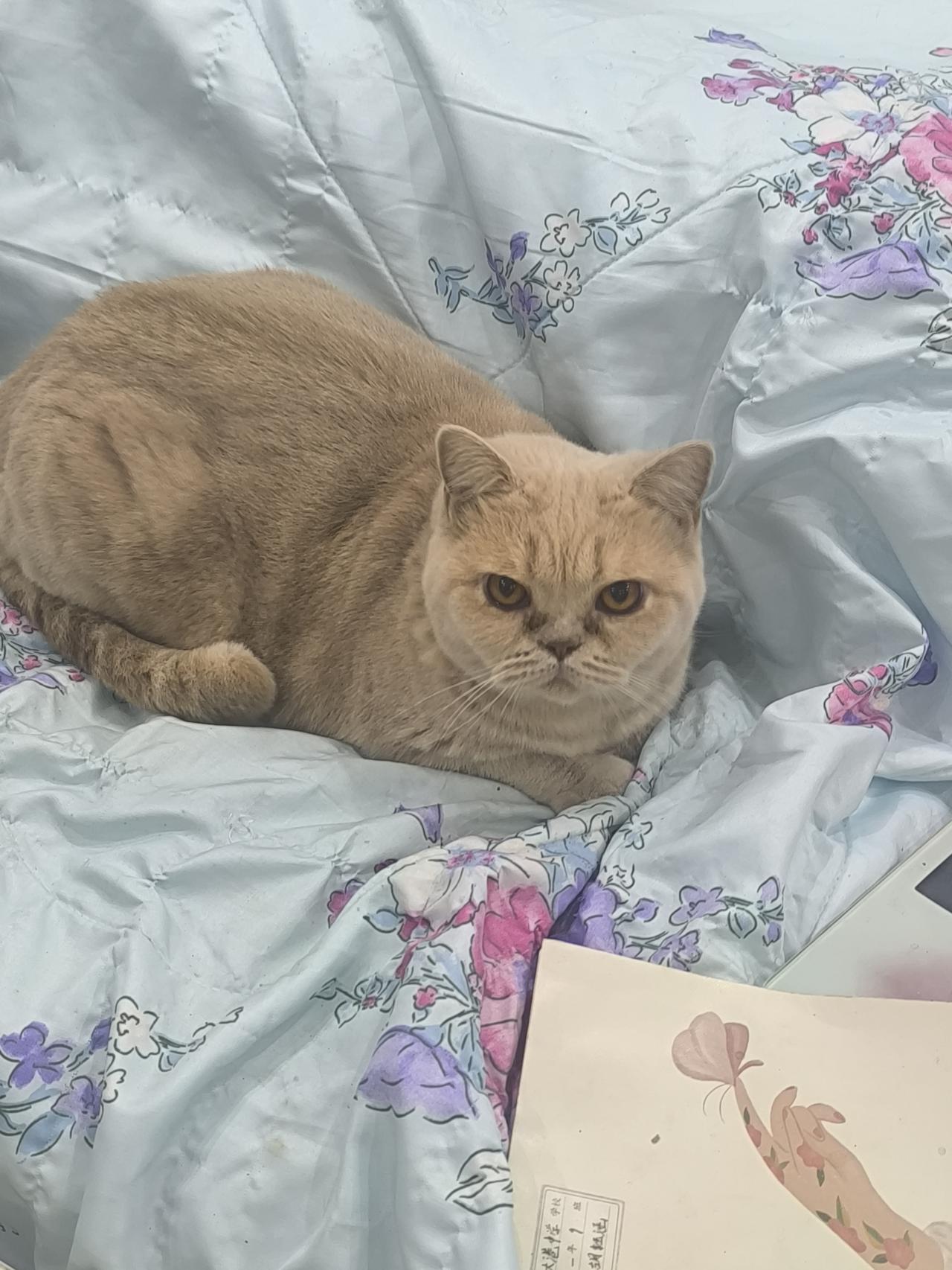 家有“猫咪🐱”，阳光又帅气，两个眼睛👀炯炯有神，既淘气又可爱[吐舌头眯眼睛笑]