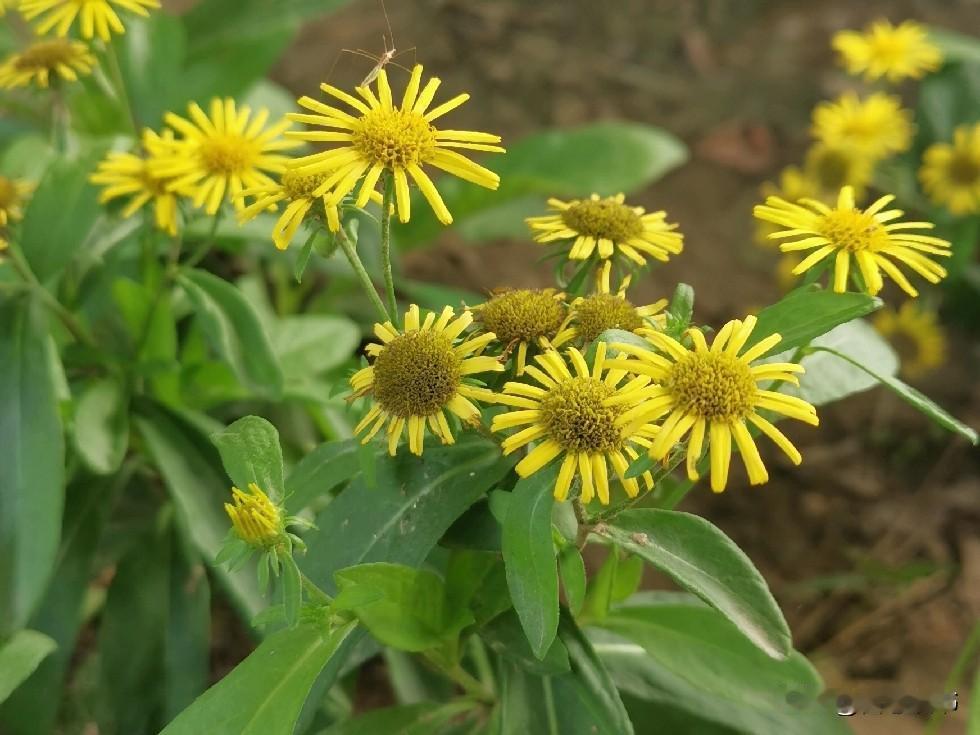 网上看到一句话，颠覆了大多数婆婆的认知：儿媳妇对你越不好，婆婆越享福。儿媳妇对