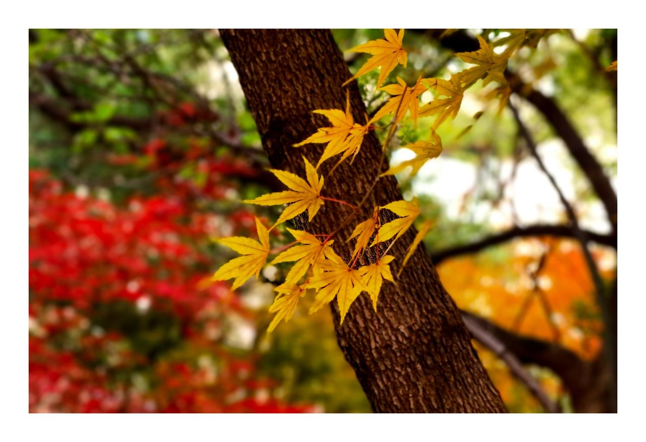 入冬后，枫叶成了色彩的主角，