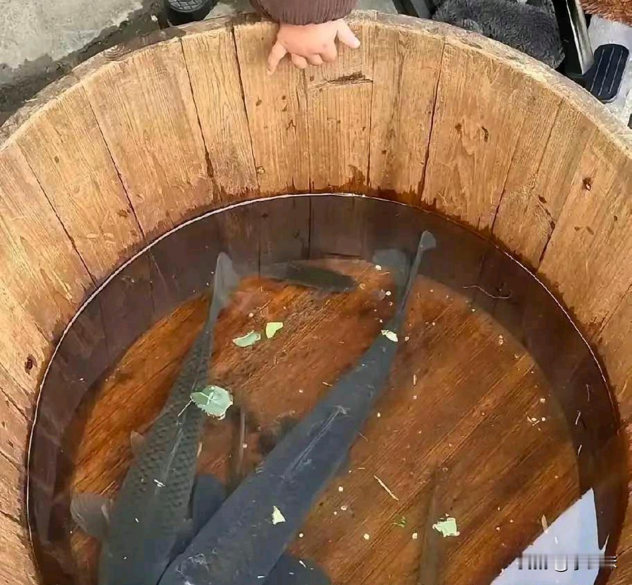 为什么一夜之间鱼全白了