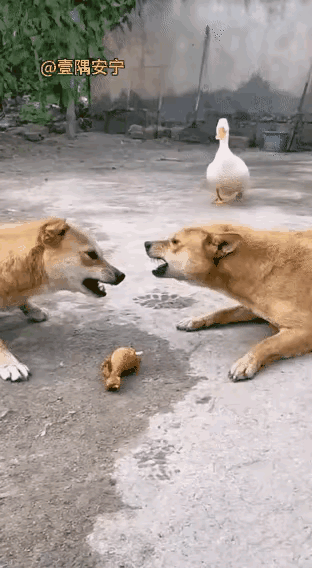 非常形象的说明那句俗话:两个人争，必得扔！用文言文怎么说:鹬蚌相争，渔翁得利