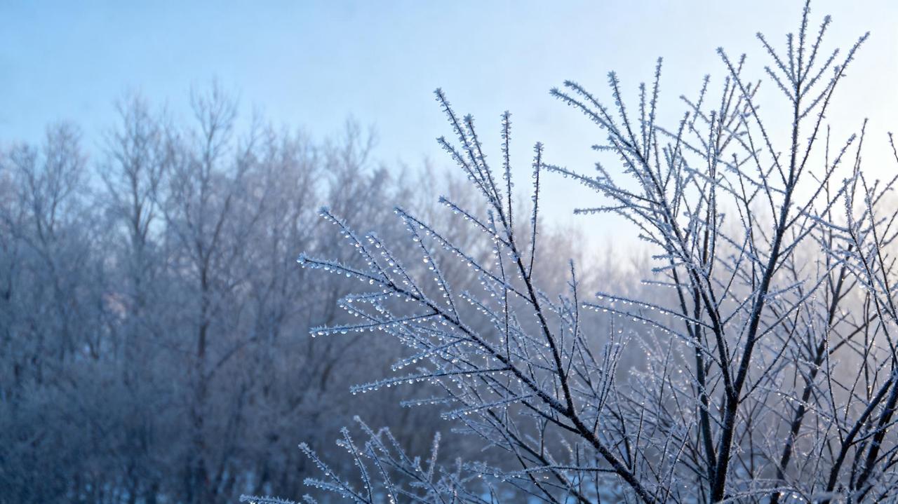 冬日小记寒风卷着碎雪掠过窗棂，冬日便在这簌簌声中落了脚。晨起推窗，天地间裹着