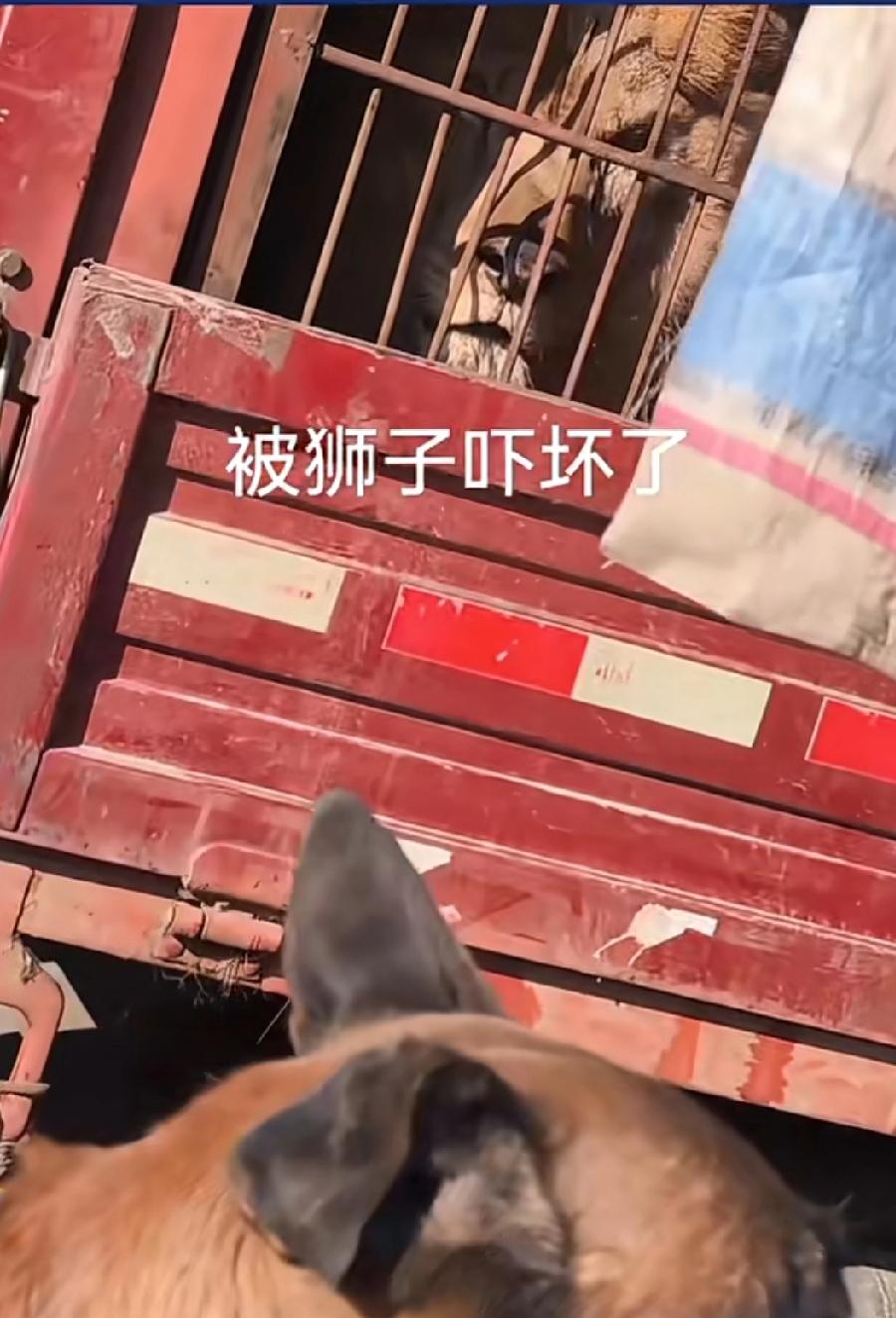 狗没见过狮子，也没有手机，也没有出过远门，为啥一见到狮子就知道害怕呢？