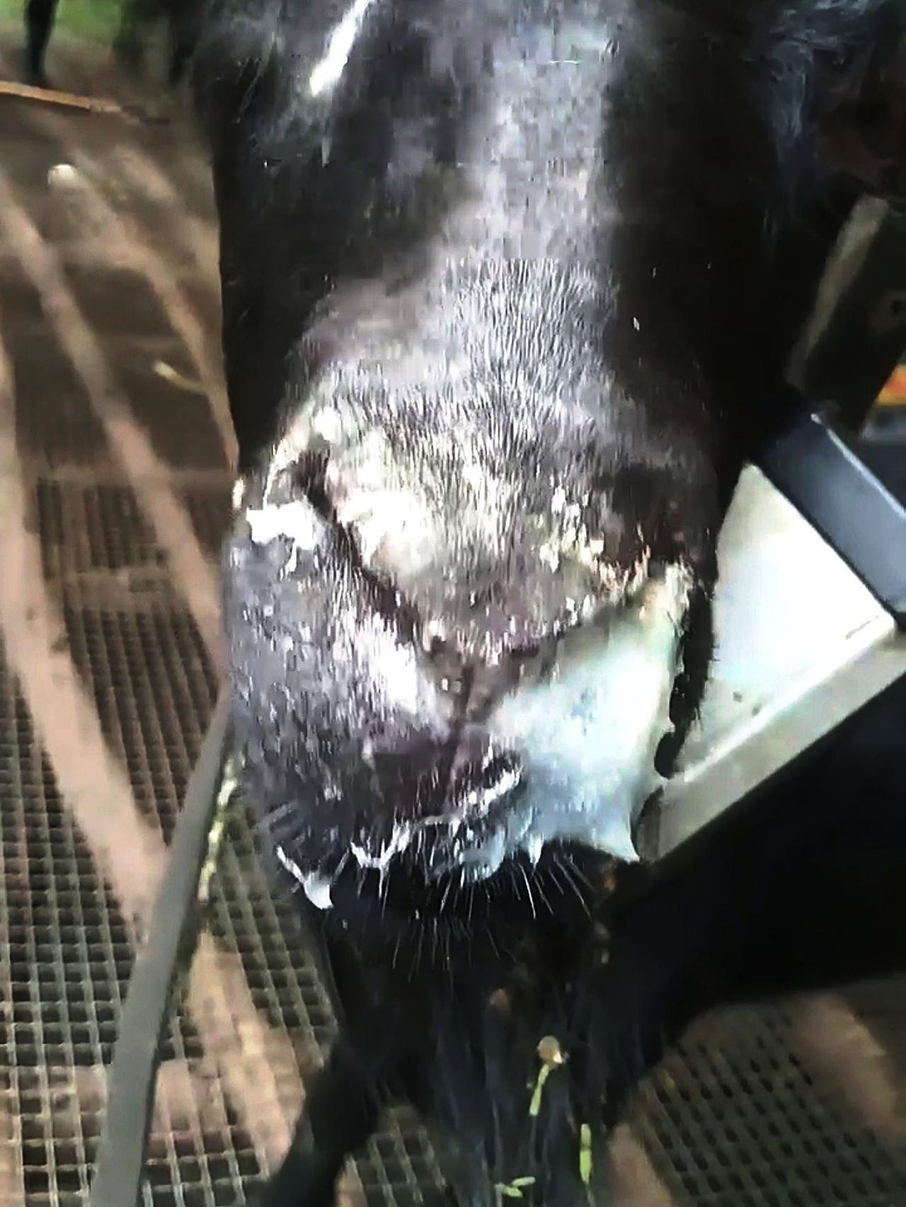 养羊人牛羊养殖养殖场专用