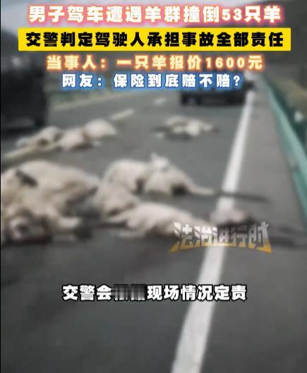 “分神3秒，赔了8万5，羊还不让带走？”甘肃武威，一男子开车冲入道路中间的羊群中