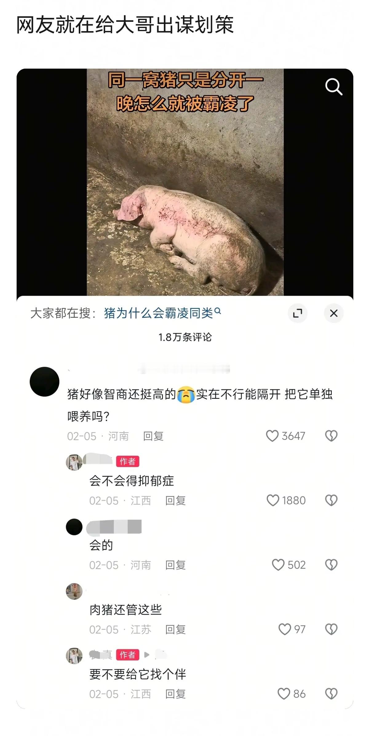 被霸凌的猪，也能遇上心软的主人和闺蜜