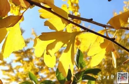 【狂降13℃！冷空气即将杀到，武汉入冬时间定了】这个周末，武汉天气不错，阳光持续