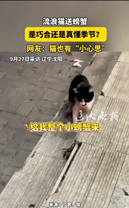 解释不清了！9月25日，辽宁沈阳，一女子经常投喂流浪猫，没想到，这天晚上流浪猫来