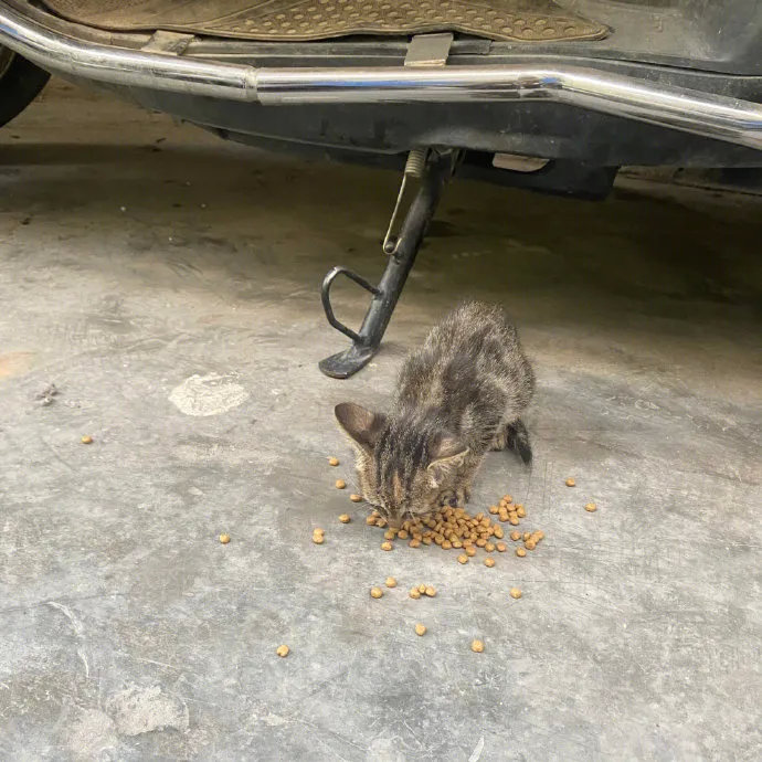 一只可爱又可怜的流浪猫，因为太冷了，于是就钻进了网友的头盔里，网友的爸爸看到后直