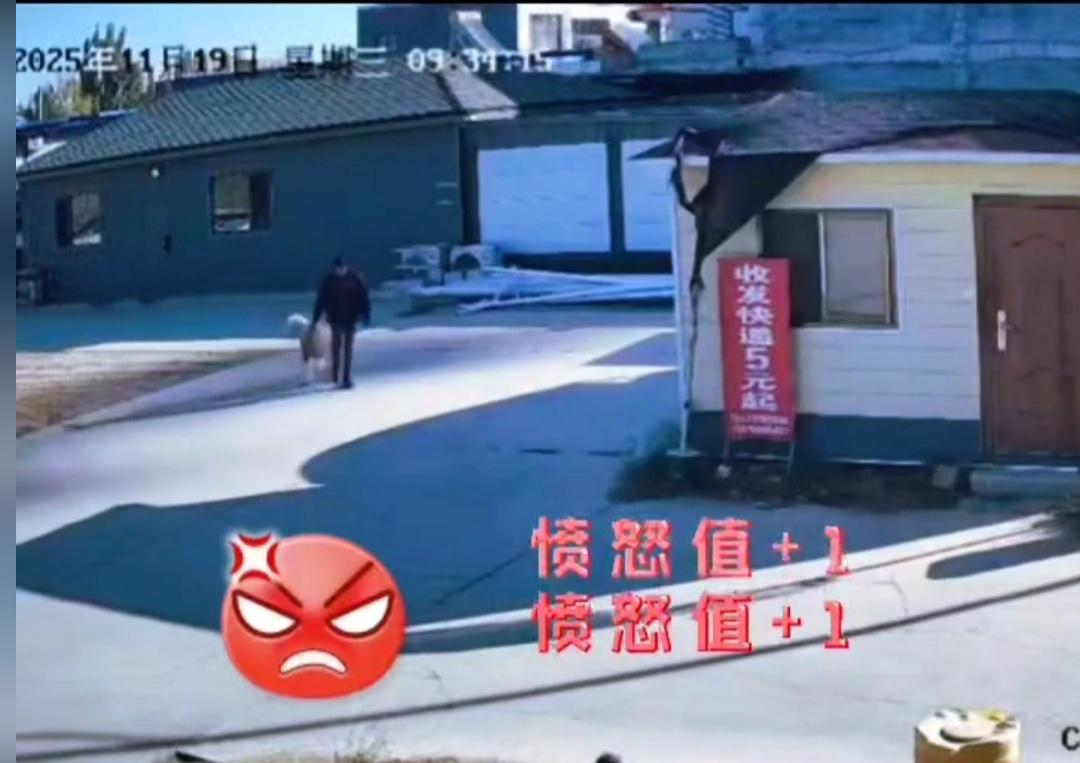 河北安国，这头巨型贵宾犬，懂事得让人心疼！被偷狗贼拽走时，不叫，也不咬人，边挣扎