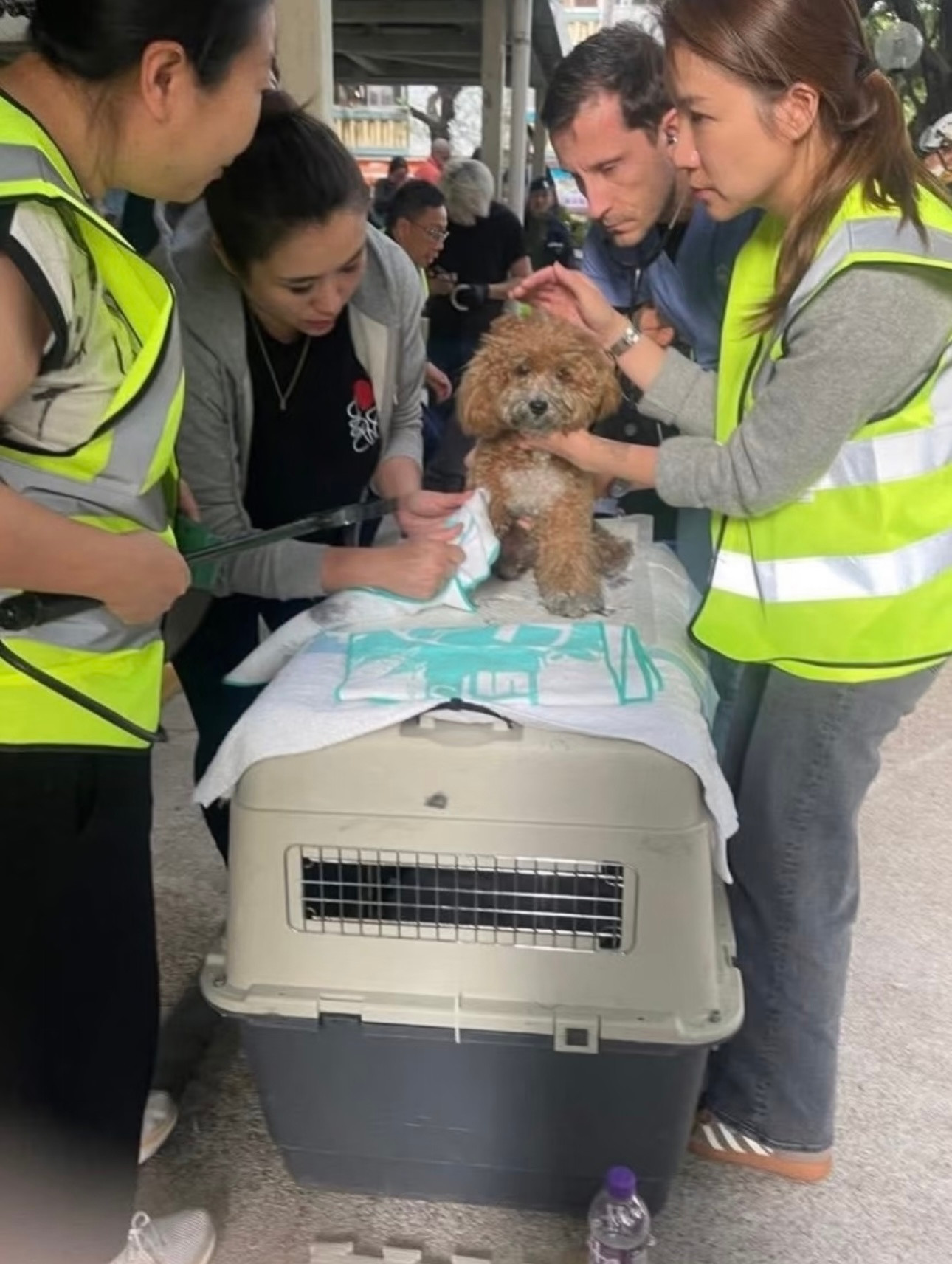 猫猫狗狗仓鼠小乌龟……不放弃任何一条生命