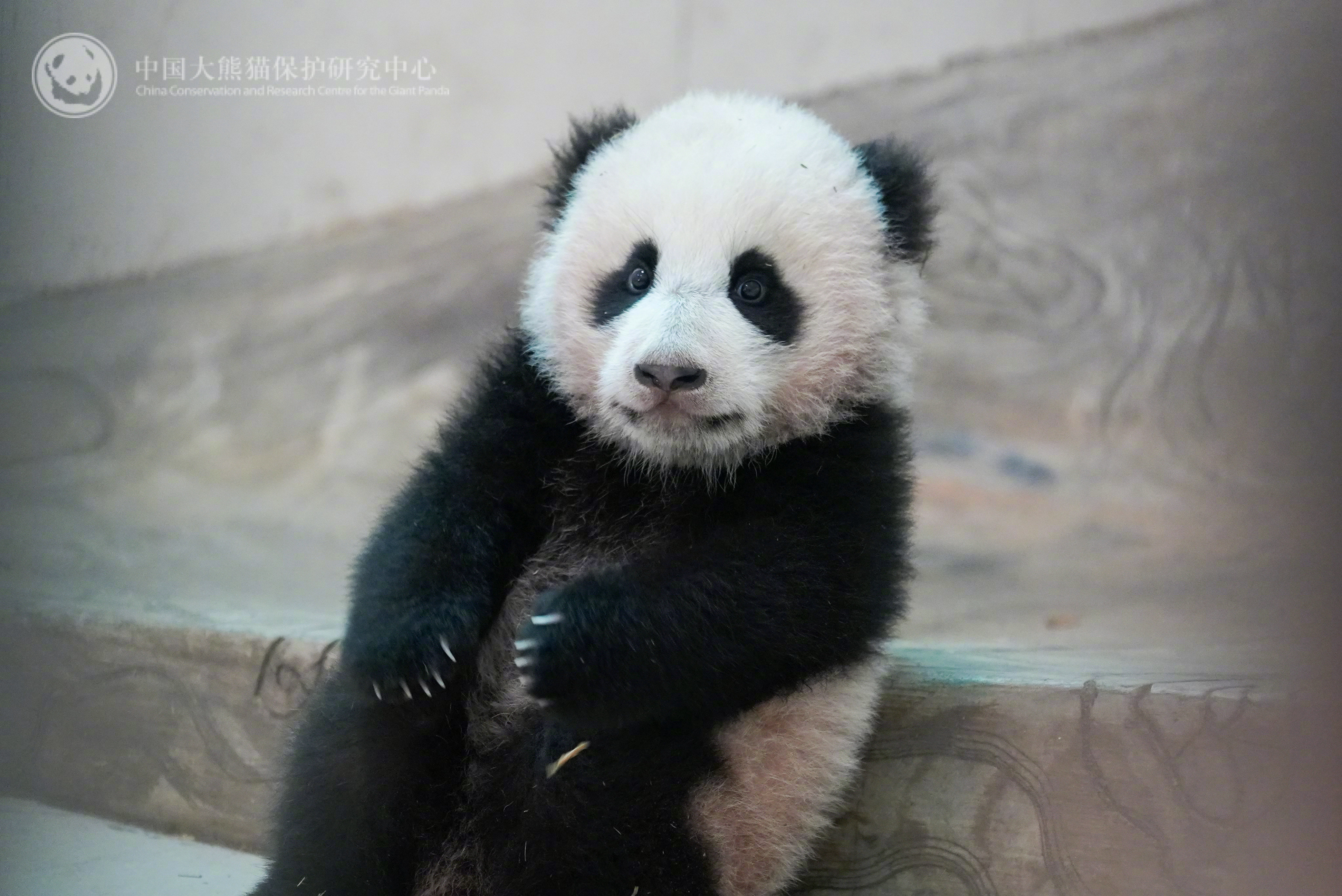 麻麻什么时候来接我放学呀（乖巧.jpg）熊猫趣图（来源：）