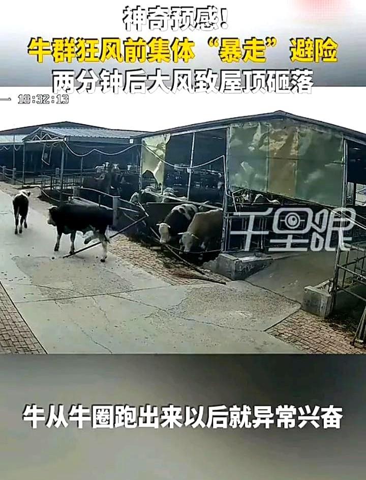 太不可思议了！6月9日，河北邢台一处养牛场内，一群正在吃草的牛，突然集体冲出