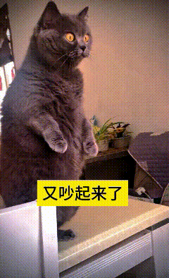 这个视频我反复看了好几遍，实在太有意思了。主人正在训斥孩子，数落孩子抱着手机偷偷